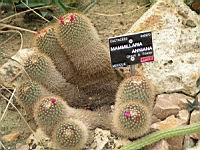 Mammillaria anniana (fam Cactacees) (Mexique) (1) (Photo F. Mrugala)